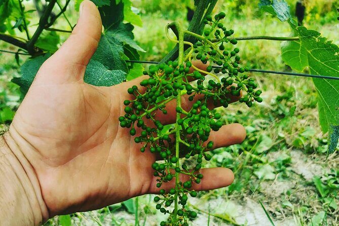 Barolo&Barbaresco Wine Experience with a Local Winemaker / Torino - Barolo: Family Winery Visit and the Included Cellar Tastings