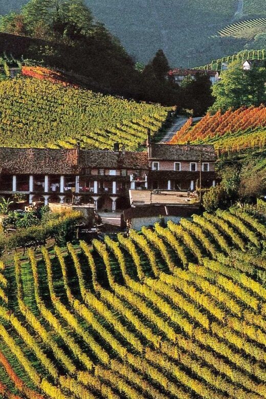 Full-Day Langhe Region Tour with Wine Tasting Experience - Alba: truffles, delicatessens, and a quick guided taste of town life