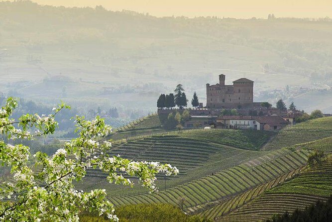 Piedmont Winery Tour: Taste Barolo, Barbaresco & Traditional Food - Liquor and olive oil: how the non-wine items fit the story