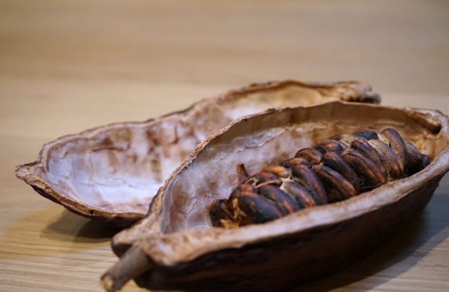 The Turin Chocolate & Wine Tasting Experience - Wine tasting in Piedmont: two glasses, paired like a mini lesson