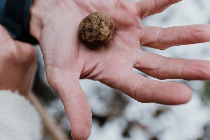 Truffle Hunting and Cheese, Truffle & Wine Tasting near Alba - Price and value: what $94.92 really turns into