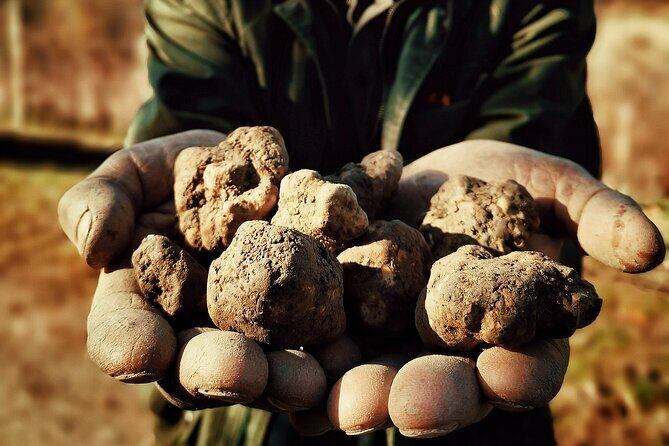 Truffle Hunting and Cheese, Truffle & Wine Tasting near Alba - FAQ