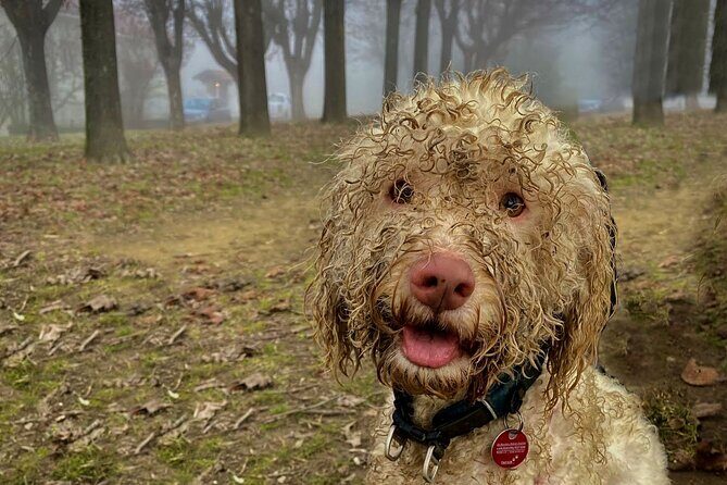 Truffle Hunting and Lunch in Piedmont Trattoria - How the hunt actually works: dogs, handlers, and real rules
