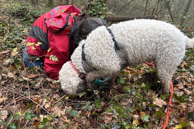 Truffle Hunting and Lunch in Piedmont Trattoria - Piedmont trattoria lunch: what you’ll actually eat and why it fits the day