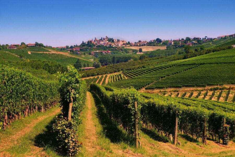 Turin: Langhe Wine Tour with Private Transfers and Lunch - Group size, driver language, and comfort tips that really help
