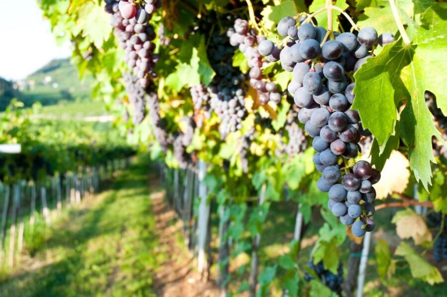 Turin: Private Barolo Wine Region Day Trip with Lunch - Key takeaways before you go
