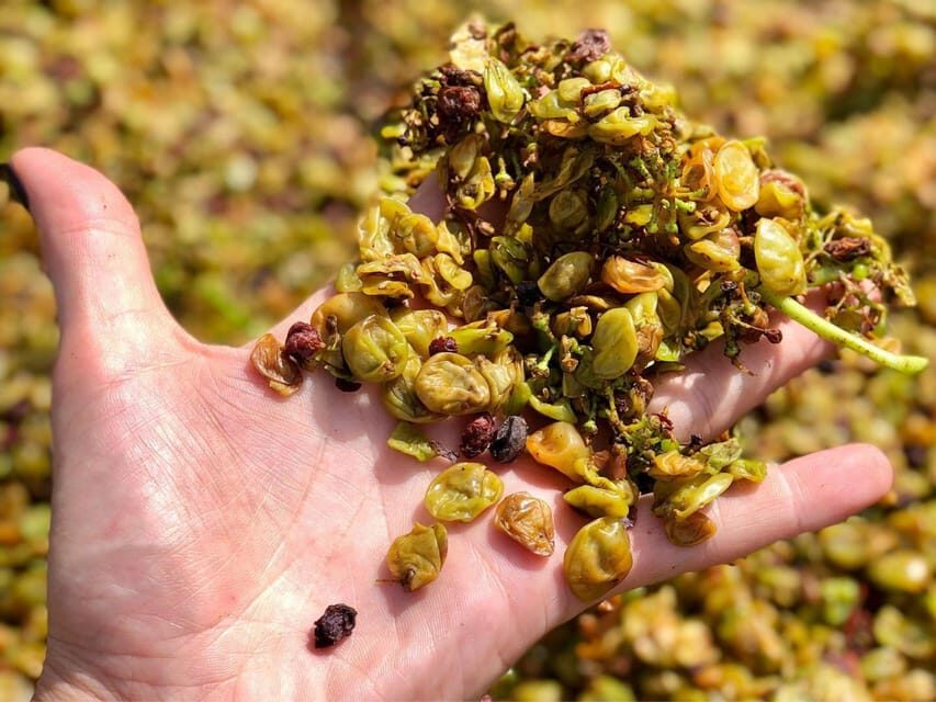 Wine Tasting and Winery Visit near Asti and Turin - A simple plan for your day (so it doesn’t stress you out)